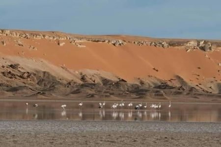 Oases & Sahara Tour